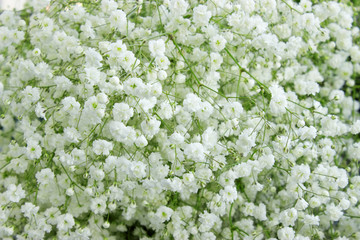 Gypsophila