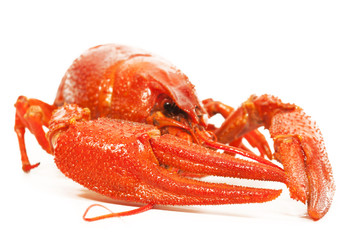 crawfish