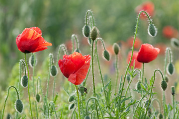 poppy field