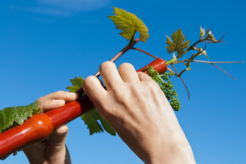 Vine-covered playing flute