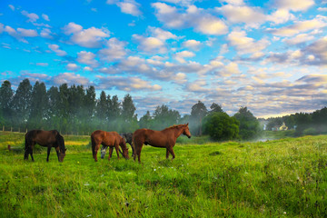 horses on a pasture