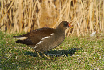 gallinule poule d'eau