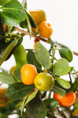 mandarins on the branch