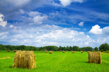 summer rural landscape
