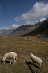 mountain landscape with sheep