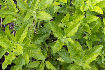 green basil leaves ready to taste