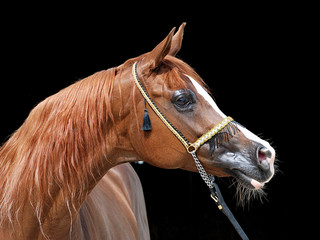portret konia arabskiego - obrazy, fototapety, plakaty