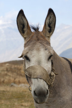 portrait of donkey