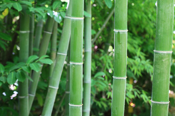 les bambous...