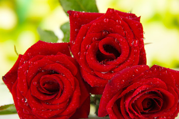 Beautiful roses, on bright background