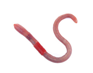 Naklejka premium Worm isolated on white