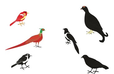 Set of vector birds