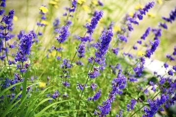 Wildflowers of Minnesota