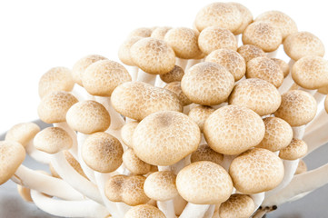 Brown beech mushrooms, Shimeji mushroom, Edible mushroom