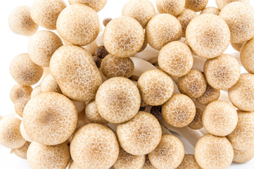 Fototapeta na wymiar Brown beech mushrooms, Shimeji mushroom, Edible mushroom