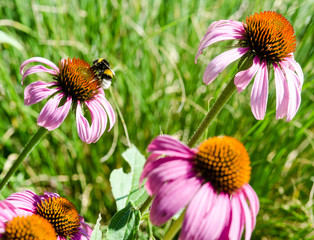 Sonnenhut (Echinacea purpurea)