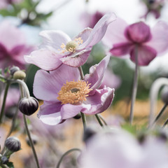 Sommeranemone