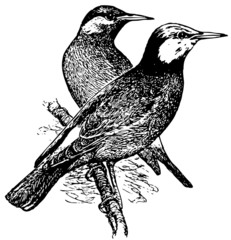 Bird Grey Starling