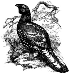 Obraz premium Bird Black-billed Capercaillie