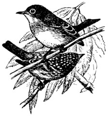 Birds Southern Shrikebill