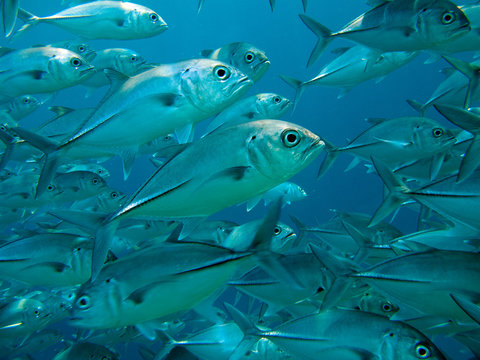 Carangidi Maldive