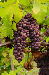 Pinot Grapes