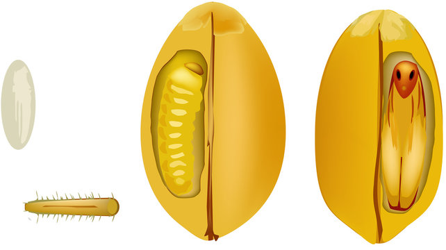 tignola del grano