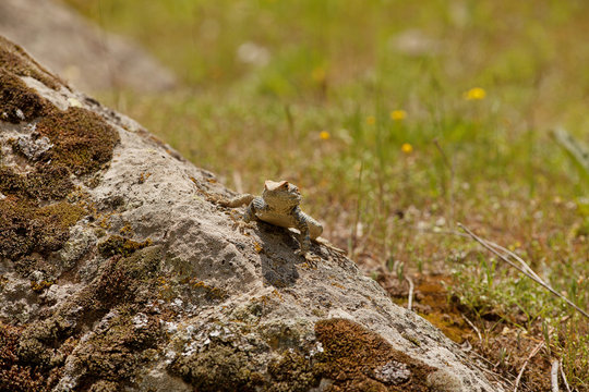 Bearded Dragon