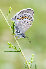 Farfalla su ramo sfondo verde