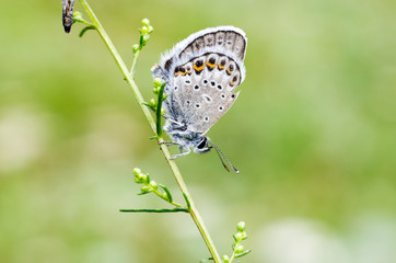 Farfalla lungo il gambo di un fiore