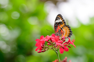 Colorful butterfly and the flower 