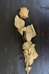 Vertrocknete Rose