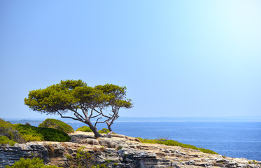 Lonely Tree on the Rock in the Sunshine in Mallorca, Spain