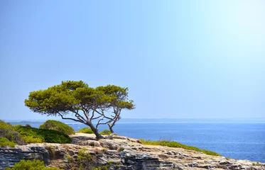 Abwaschbare Fototapete Olivenbaum Einsamer Baum auf dem Felsen im Sonnenschein auf Mallorca, Spanien