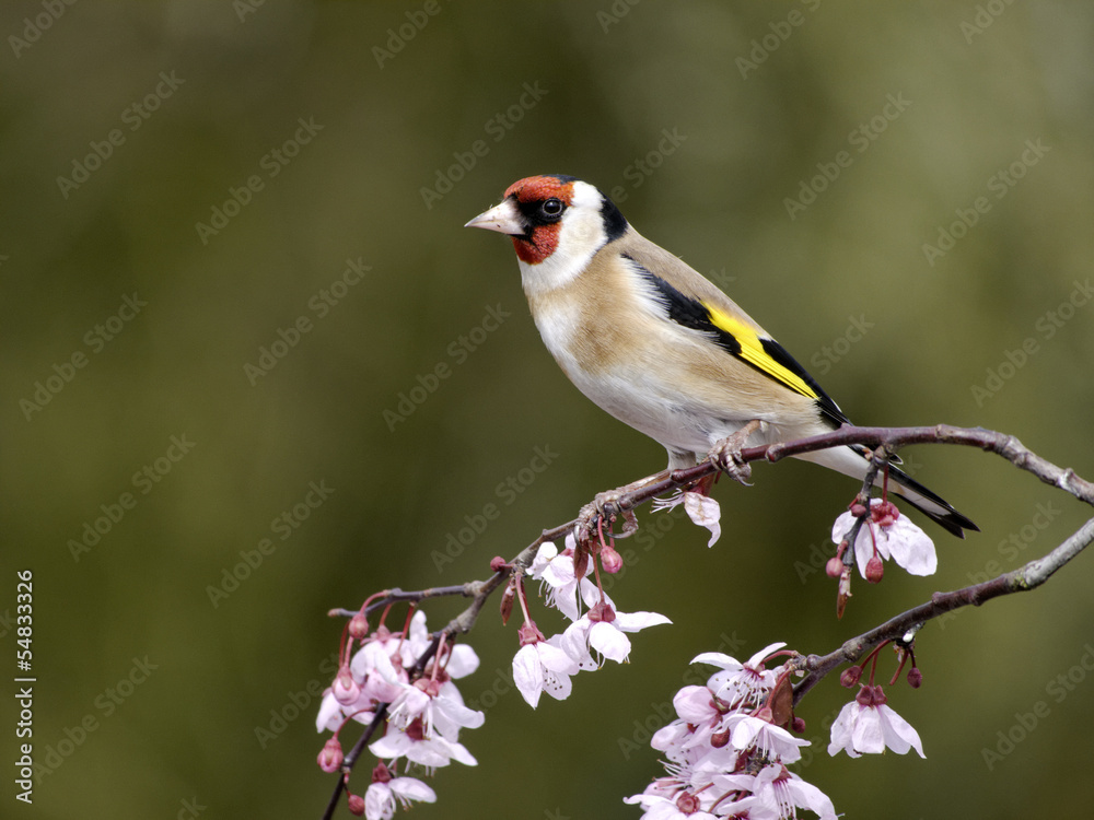 Wall mural Goldfinch, Carduelis carduelis