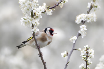 Goldfinch, Carduelis carduelis