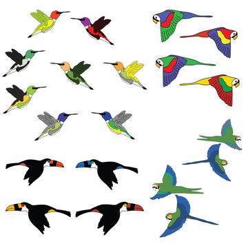 Hand draw Colorful collection of birds. Vector