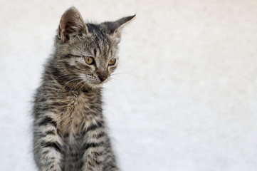 Fototapeta premium Adorable tabby kitten