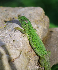 lézard vert