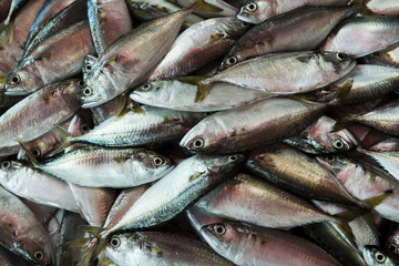 Mackerel in local fish market