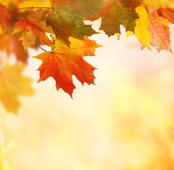 autumn background