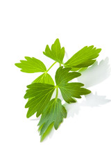 Lovage leaf.