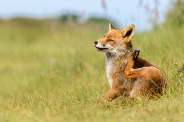 Naklejka na ściany i meble Red fox in its natural habitat