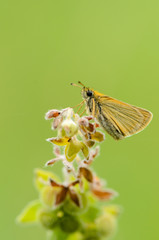 uropean Skipper (Thymelicus lineola)