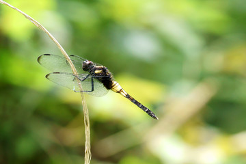オオシオカラトンボ