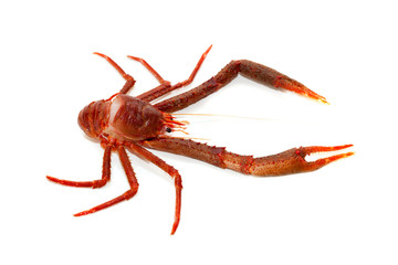 Langoustine