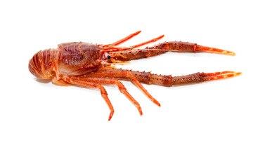 Langoustine