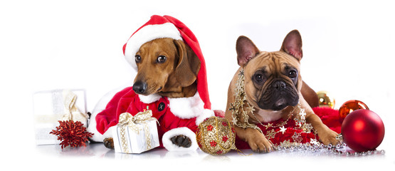 dachshund puppy wearing a santa hat