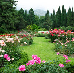 Obrazy  Ogród róż