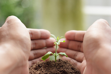 sapling